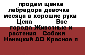 продам щенка лабрадора девочка 2 месяца в хорошие руки › Цена ­ 8 000 - Все города Животные и растения » Собаки   . Ненецкий АО,Красное п.